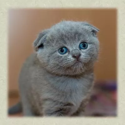 versicherung für Katzen